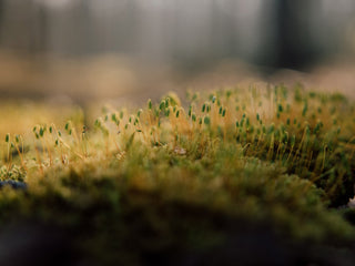 german roamers sprouts